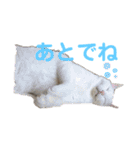 わが家のシオンくん（個別スタンプ：12）