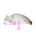 わが家のシオンくん（個別スタンプ：16）