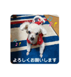 とむはうすの家族  犬編（個別スタンプ：1）