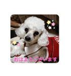 とむはうすの家族  犬編（個別スタンプ：2）