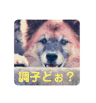 とむはうすの家族  犬編（個別スタンプ：3）
