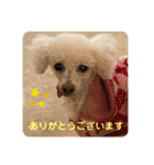 とむはうすの家族  犬編（個別スタンプ：4）