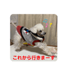 とむはうすの家族  犬編（個別スタンプ：5）