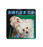 とむはうすの家族  犬編（個別スタンプ：6）