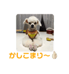 とむはうすの家族  犬編（個別スタンプ：7）