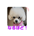とむはうすの家族  犬編（個別スタンプ：8）
