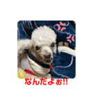 とむはうすの家族  犬編（個別スタンプ：9）