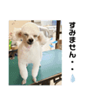 とむはうすの家族  犬編（個別スタンプ：10）