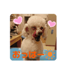 とむはうすの家族  犬編（個別スタンプ：11）