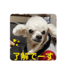 とむはうすの家族  犬編（個別スタンプ：12）