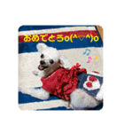 とむはうすの家族  犬編（個別スタンプ：13）
