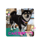 とむはうすの家族  犬編（個別スタンプ：15）