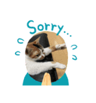 三毛猫ちゃん スタンプ（個別スタンプ：3）