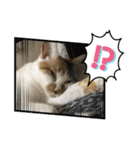 三毛猫ちゃん スタンプ（個別スタンプ：8）