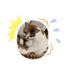 三毛猫ちゃん スタンプ（個別スタンプ：13）