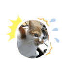 三毛猫ちゃん スタンプ（個別スタンプ：14）