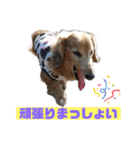 りく＆かい 2（個別スタンプ：6）