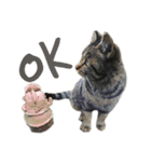 ときどき台湾語を話すネコ（個別スタンプ：2）