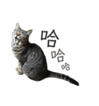 ときどき台湾語を話すネコ（個別スタンプ：4）