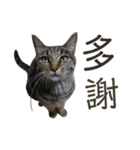 ときどき台湾語を話すネコ（個別スタンプ：5）