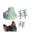 ときどき台湾語を話すネコ（個別スタンプ：8）