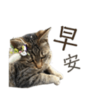 ときどき台湾語を話すネコ（個別スタンプ：9）