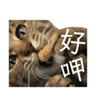 ときどき台湾語を話すネコ（個別スタンプ：14）