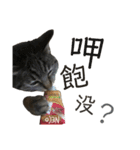 ときどき台湾語を話すネコ（個別スタンプ：15）