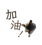 ときどき台湾語を話すネコ（個別スタンプ：19）