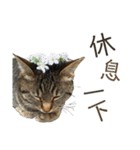 ときどき台湾語を話すネコ（個別スタンプ：20）