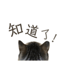ときどき台湾語を話すネコ（個別スタンプ：22）