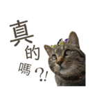 ときどき台湾語を話すネコ（個別スタンプ：24）