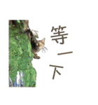 ときどき台湾語を話すネコ（個別スタンプ：25）