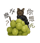ときどき台湾語を話すネコ（個別スタンプ：26）
