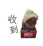 ときどき台湾語を話すネコ（個別スタンプ：27）