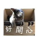 ときどき台湾語を話すネコ（個別スタンプ：29）