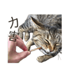 ときどき台湾語を話すネコ（個別スタンプ：31）