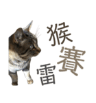 ときどき台湾語を話すネコ（個別スタンプ：33）