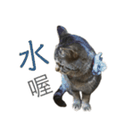 ときどき台湾語を話すネコ（個別スタンプ：34）