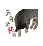 ときどき台湾語を話すネコ（個別スタンプ：36）
