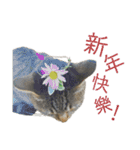 ときどき台湾語を話すネコ（個別スタンプ：38）