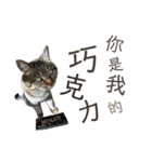 ときどき台湾語を話すネコ（個別スタンプ：40）