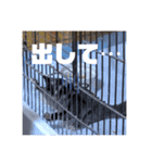 【フクロモモンガ】梅雨氏（個別スタンプ：3）