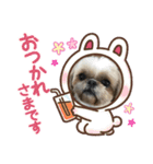 シーズーのさなちゃん（個別スタンプ：1）