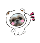 シーズーのさなちゃん（個別スタンプ：3）