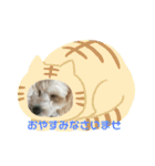 日常簡単会話（個別スタンプ：11）