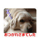 日常簡単会話（個別スタンプ：24）