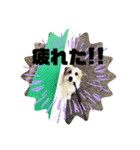 ロンさんスタンプ1（個別スタンプ：3）
