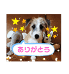 ロンさんスタンプ1（個別スタンプ：8）