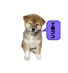 柴犬子犬柴1（個別スタンプ：1）